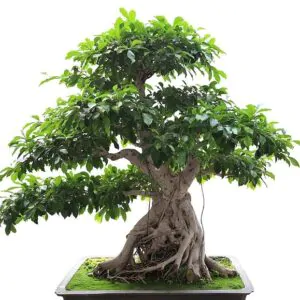 Ficus benghalensis - Bengal Fig, banyan tree, East Indian Fig