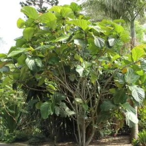 Ficus habrophylla - Red Fig, Gof Fig, New Caledonia Fig