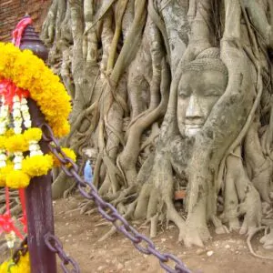 Ficus religiosa - Religious fig, Sacred fig
