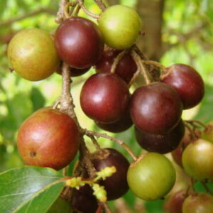 Flacourtia indica - Governor s Plum