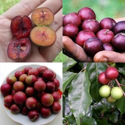 Flacourtia jangomas - Indian Coffee Plum, Runealma Plum