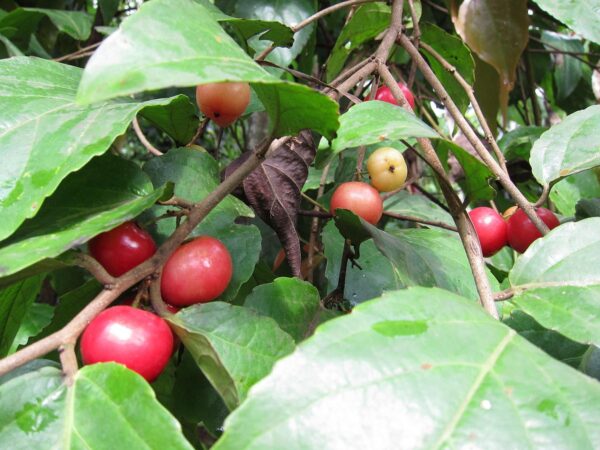 Flacourtia jangomas - Indian Coffee Plum, Runealma Plum - Image 5