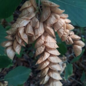 Flemingia strobilifera - Luck Plant, Wild Hops