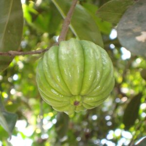 Garcinia gummi-gutta - Garcinia cambogia