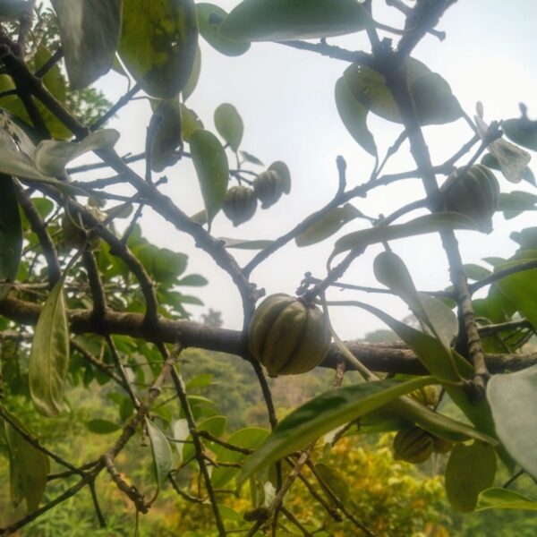 Garcinia gummi-gutta - Garcinia cambogia - Image 6