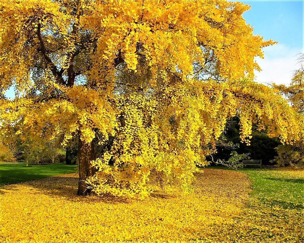 Ginkgo biloba - Ginkgo, Maidenhair Tree, Sacred Tree, Live Fossil