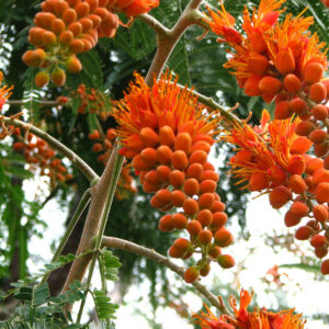 Colvillea racemosa - glorious tree, flower of paradise