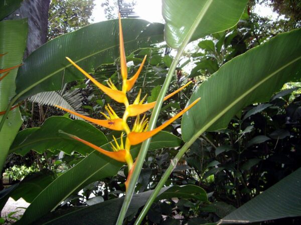 Heliconia latispatha - Orange Gyro, Orange Lobster Claw - Image 2