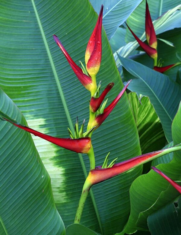 Heliconia latispatha - Orange Gyro, Orange Lobster Claw - Image 4