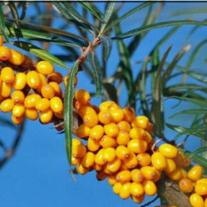 Hippophae rhamnoides / Elaeagnus rhamnoides - Sea Buckthorn
