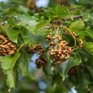 Hovenia dulcis - Japanese Raisin, Cajueiro-Japonês, Chi Kou, Chi Tsao, Chinese Raisin, Japanisches Mahagoni, Kemponashi, Mi Chih Kou, Mu Hsing, Mu Mi, Quaffbirne, Sarmiento Japones