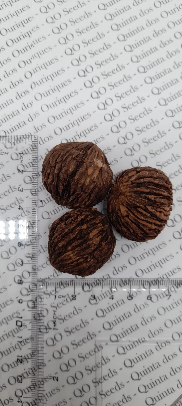 Juglans nigra - Walnut - Image 4