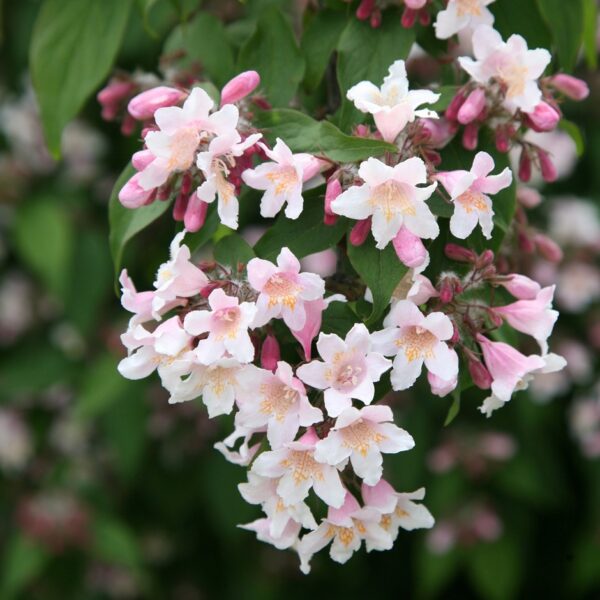Kolkwitzia amabilis - Cloud Pink - Image 4
