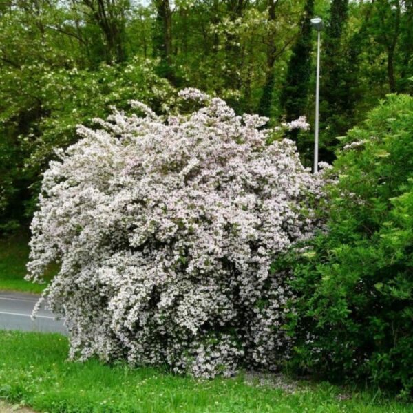 Kolkwitzia amabilis - Cloud Pink - Image 5