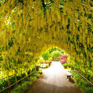 Laburnum anagyroides - Golden Rain