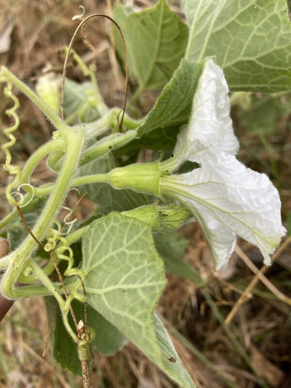 Lagenaria siceraria - Bottle gourd - Image 2