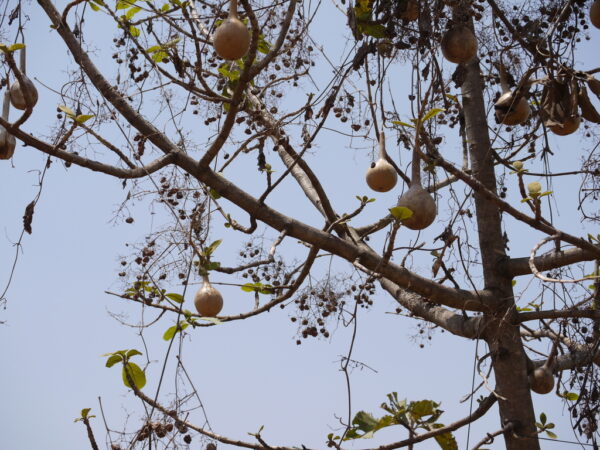 Lagenaria siceraria - Bottle gourd - Image 8