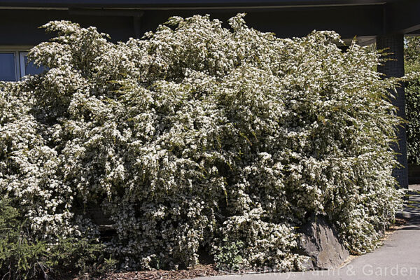 Leptospermum polygalifolium - Copper Tantoon - Image 5