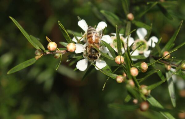 Leptospermum polygalifolium - Copper Tantoon - Image 9