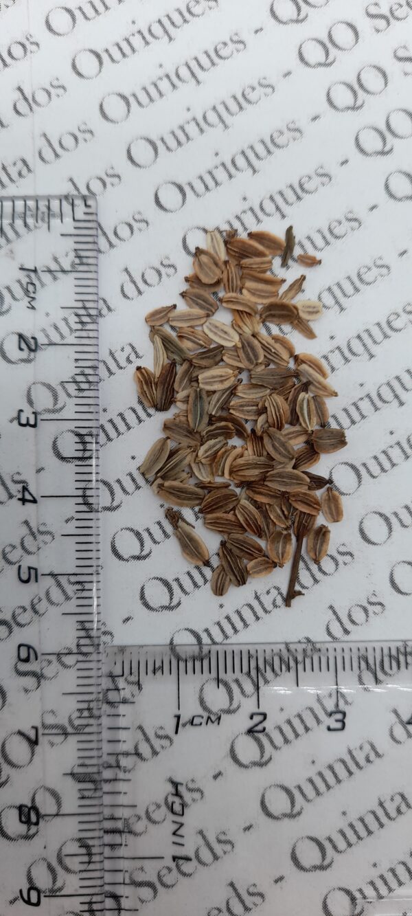 Levisticum officinale - Levistico, liveche, lovage, maggi herb, ligustic leaves - Image 12