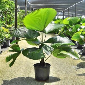 Licuala grandis / Pritchardia grandis - Ruffled Fan Palm, Vanuatu Fan Palm, Palas Palm
