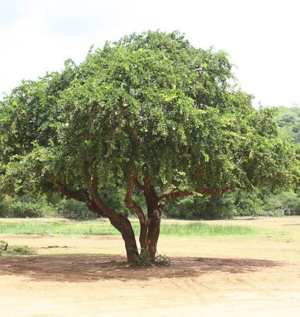 Limonia acidissima - Wood Apple, Elephant Apple - Image 2