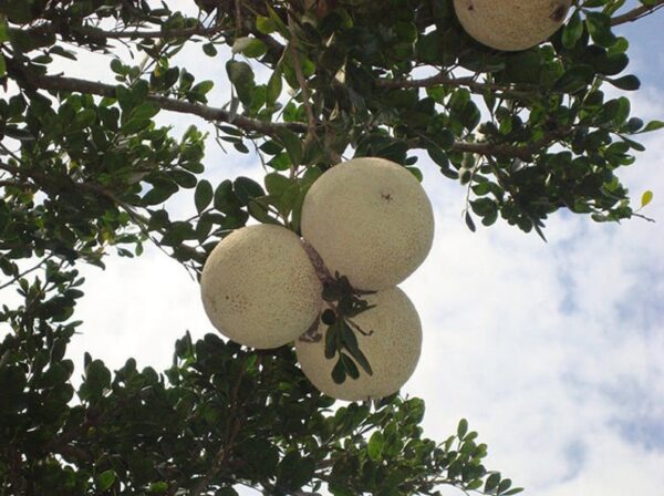 Limonia acidissima - Wood Apple, Elephant Apple - Image 3
