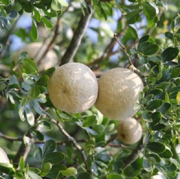 Limonia acidissima - Wood Apple, Elephant Apple - Image 6