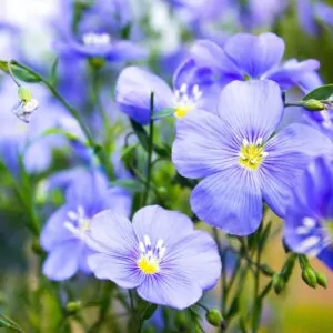 Linum usitatissimum - Flax, Linho, Lino, Saatlein