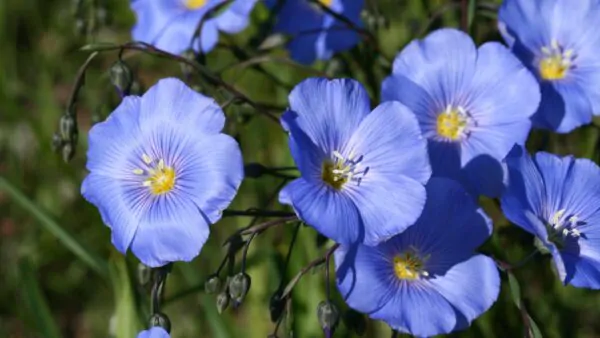 Linum usitatissimum - Flax, Linho, Lino, Saatlein - Image 8