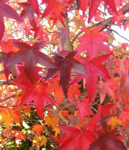 Feuille De Gomme Douce. Liquidambar Styraciflua. Feuille D'automne Jaune  Isolée