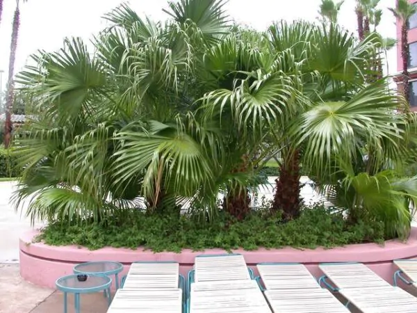 Livistona chinensis - Chinese fan palm, false latvia. - Image 4