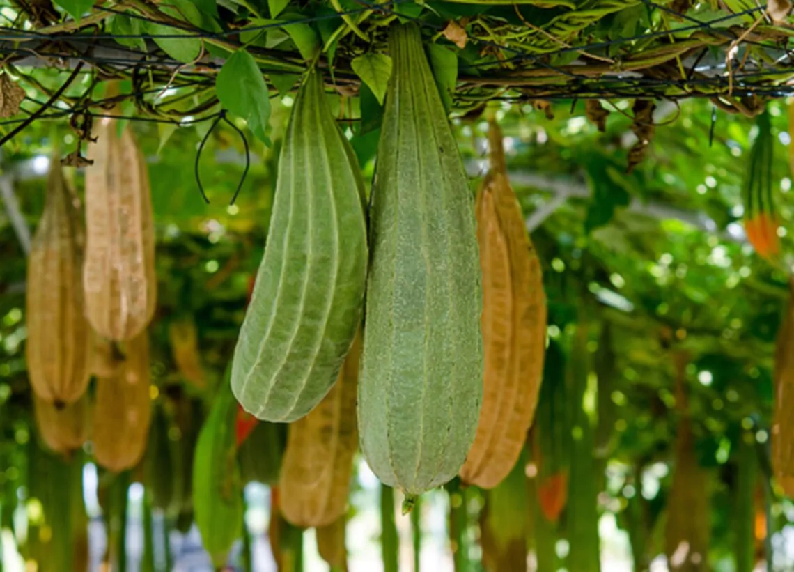 Graines de Luffa cylindrica - Courge éponge - Boutique Végétale