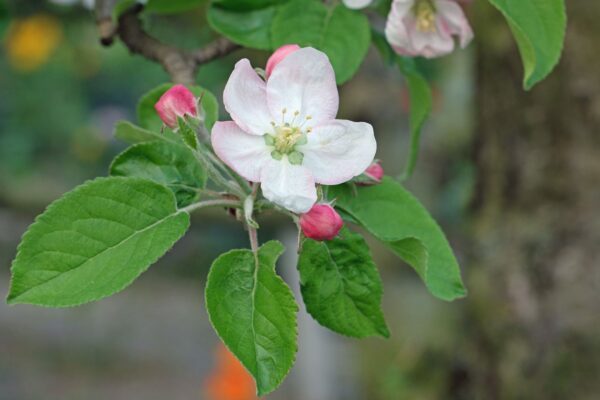 Malus domestica - Kashmir Apple - Image 2