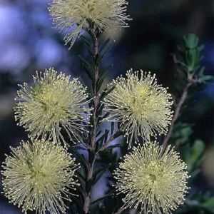 Melaleuca pustulata - Cranbrook Paperbark, Warty Paperbark