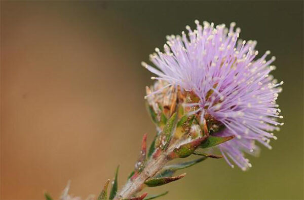 Melaleuca squamea - Swamp Honey - Image 5