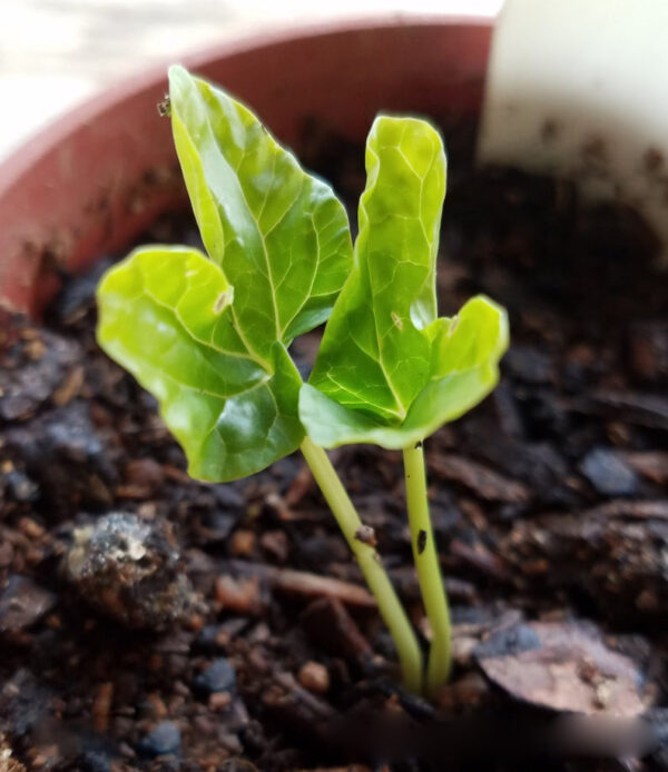 Merremia dissecta - Cutleaf Morning Glory, Alamo Vine, Noyau Vine - Image 5