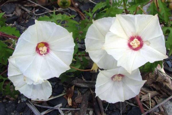 Merremia dissecta - Cutleaf Morning Glory, Alamo Vine, Noyau Vine - Image 6