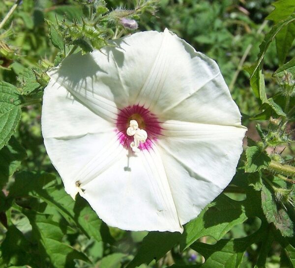 Merremia dissecta - Cutleaf Morning Glory, Alamo Vine, Noyau Vine - Image 8