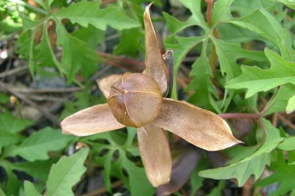 Merremia dissecta - Cutleaf Morning Glory, Alamo Vine, Noyau Vine - Image 11