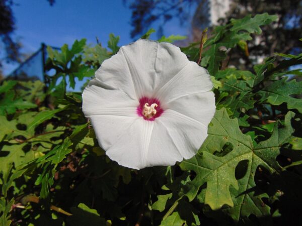 Merremia dissecta - Cutleaf Morning Glory, Alamo Vine, Noyau Vine - Image 12