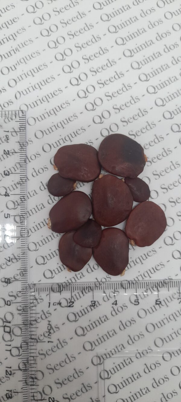 Millettia grandis - Umzimbeet - Image 4