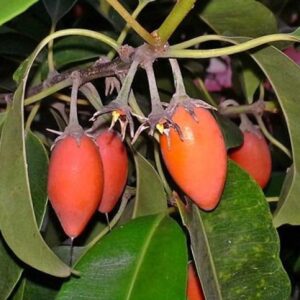 Mimusops elengi - Spanish Cherry