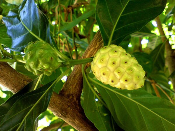Morinda citrifolia - Noni, Indian Mulberry - Image 3