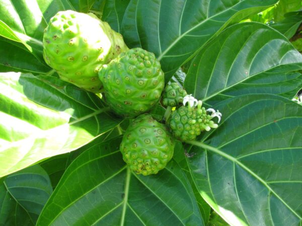 Morinda citrifolia - Noni, Indian Mulberry - Image 5