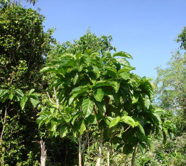 Morinda citrifolia - Noni, Indian Mulberry - Image 7