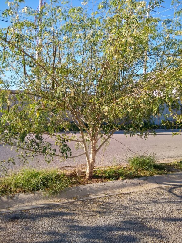 Moringa oleifera - Moringa, Drumstick Tree, Horseradish Tree, And Ben Oil Tree, Benzolive Tree - Image 5