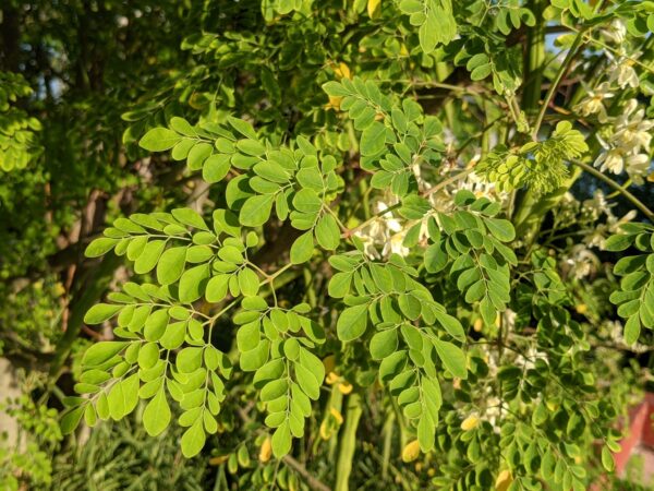 Moringa oleifera - Moringa, Drumstick Tree, Horseradish Tree, And Ben Oil Tree, Benzolive Tree - Image 6