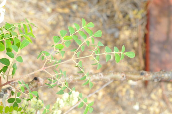 Moringa oleifera - Moringa, Drumstick Tree, Horseradish Tree, And Ben Oil Tree, Benzolive Tree - Image 8
