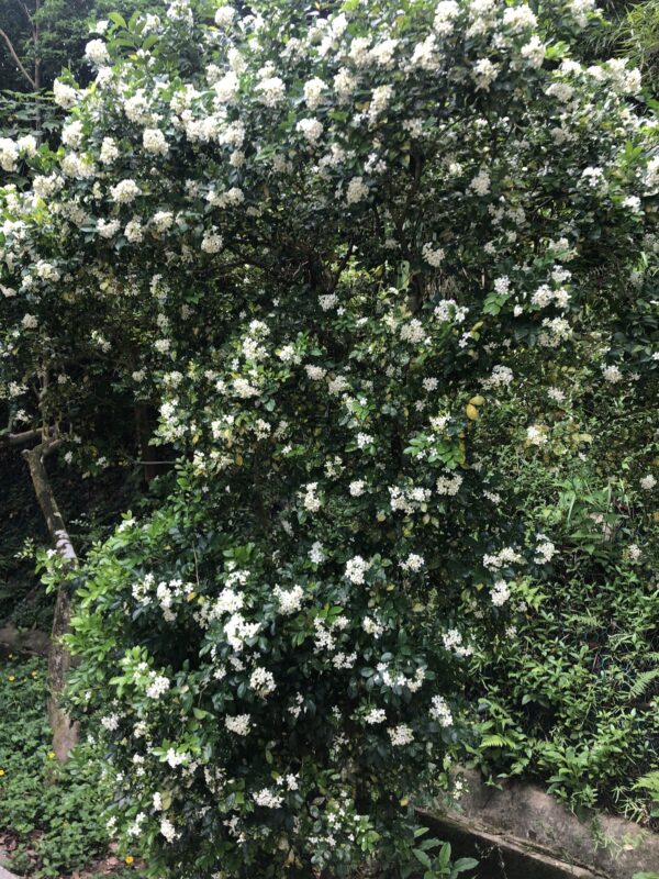 Murraya paniculata / Chalcas paniculata - Orange Jasmine, Orange Jessamine, China Box, Mock Orange - Image 6